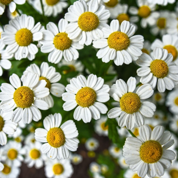 FSS Golden Chamomile Blend BG